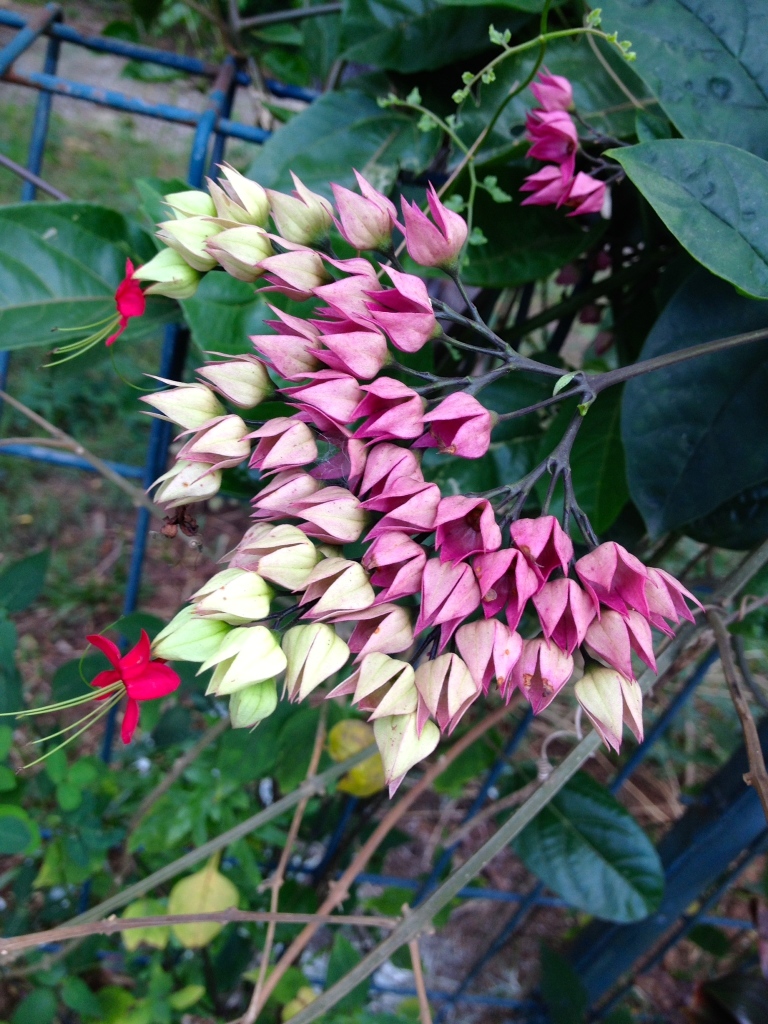 beautiful flowering bush in our neighborhood in Indonesia