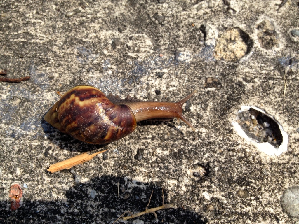 snail on walk in neighborhood in Indonesia